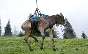 Kuhtransport mit Helikopter