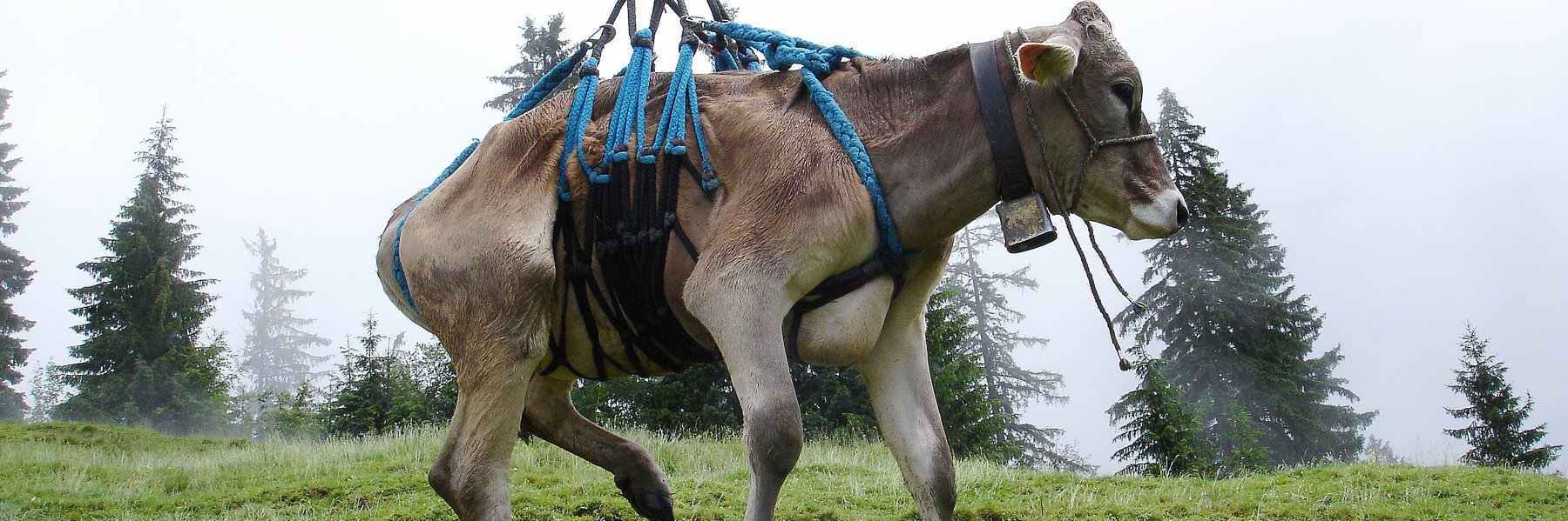 Cows transported by helicopter